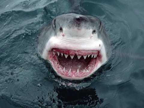 Youtube: Mampi Swift – Jaws "The Demolition"