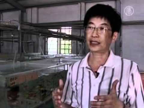 Youtube: Taiwan: Fische, die im Dunkeln leuchten