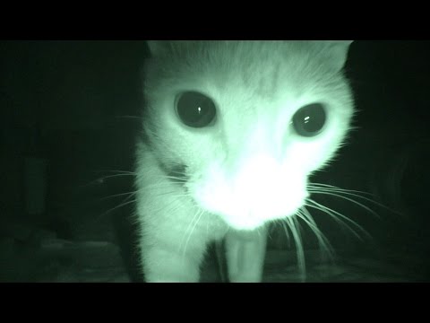 Youtube: Purranormal Cativity