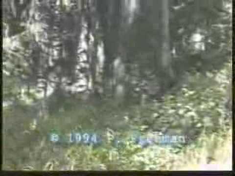 Youtube: Freeman Bigfoot Footage