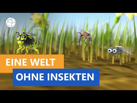 Youtube: Wie sähe die Welt ohne Insekten aus? - Frage trifft Antwort | Planet Schule