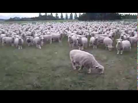 Youtube: Määäh - Schafe - Määäh
