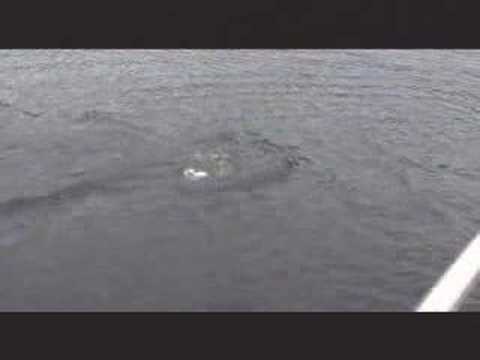 Youtube: Nessie showed up!