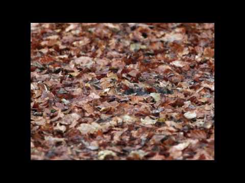 Youtube: Die 4 Jahreszeiten: Der Herbst