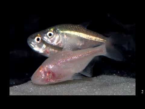 Youtube: How and why does the cave fish lose its eye?    (Ninth grade Genetics and Developmental Biology)