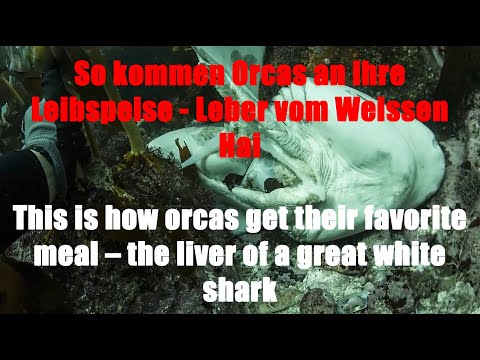 Youtube: So kommen Orcas an ihre Leibspeise - Leber vom Weissen Hai