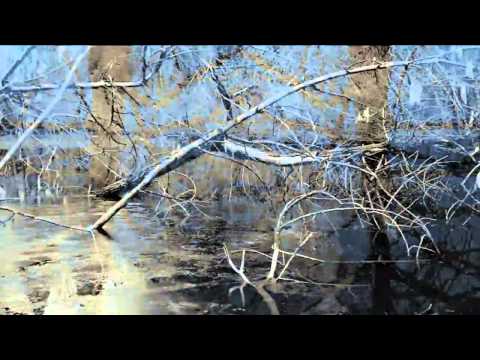 Youtube: Minimalisterna - Miami Swamps (1997)