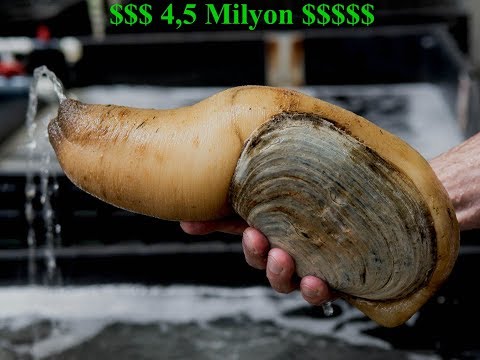 Youtube: 4,5 Milyon Dolar kazandiran Deniz Ürünü | GeoDuck - Penismuschel