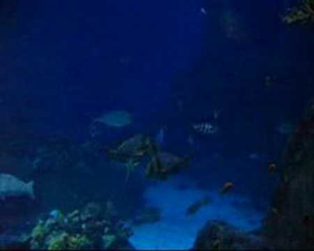 Youtube: Fish-The Company.