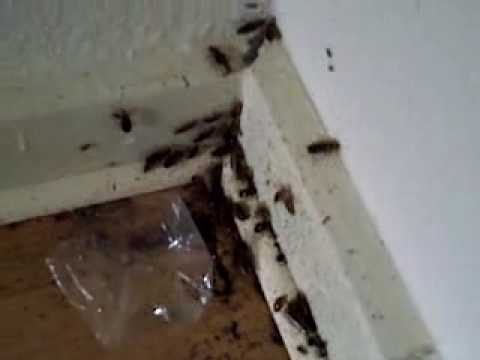 Youtube: Dennis Karl, Kakerlaken 1