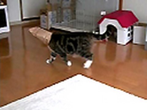 Youtube: 覆面ねこ２。