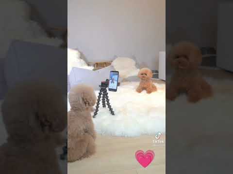Youtube: ESTE VIDEO TE SORPRENDERA// #DOGS #HUSKY #PITBULL #POODLE #PASTOR BELGA