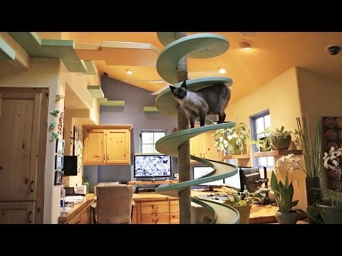 Youtube: Man Turns His House Into Indoor Cat Playland and Our Hearts Explode