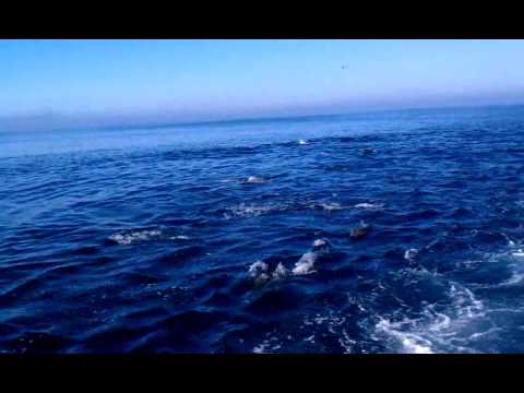 Youtube: Pod of 1000 dolphins off the coast of Dana Point, CA