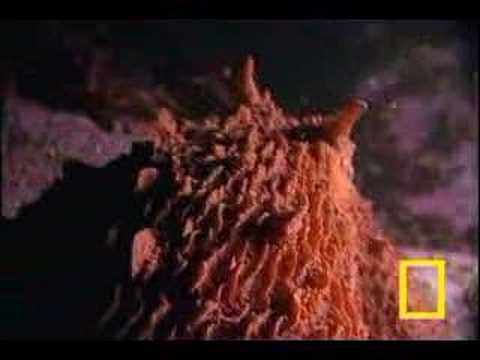 Youtube: Shark vs Octopus | National Geographic