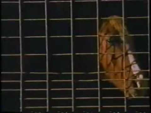 Youtube: Lovemongers - Battle of Evermore