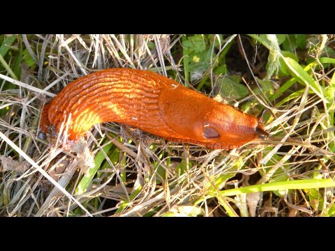 Youtube: Tschüss, ihr Schleimer! Erfolgreich zum schneckenarmen Garten
