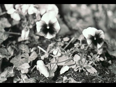 Youtube: Falkenstein - Blumentod