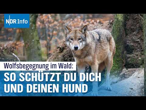 Youtube: Wölfe in der Paarungszeit: Worauf Hundehalter im Wald achten sollten | NDR Info