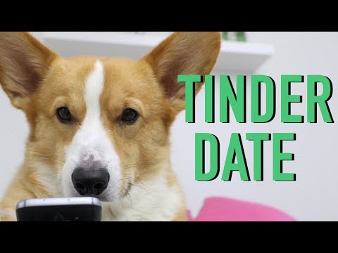 Youtube: DOGS ON TINDER - Topi the Corgi