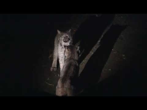 Youtube: lynx talking to each other