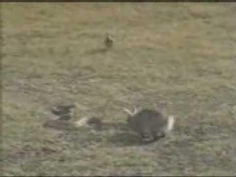 Youtube: Rabbit chasing a big snake must see....