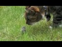 Youtube: Cat hunts and catches mouse
