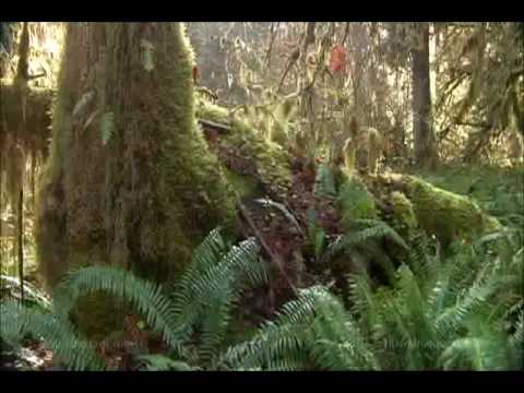 Youtube: Earth Drum - Dancing for a Vision - David & Steve Gordon