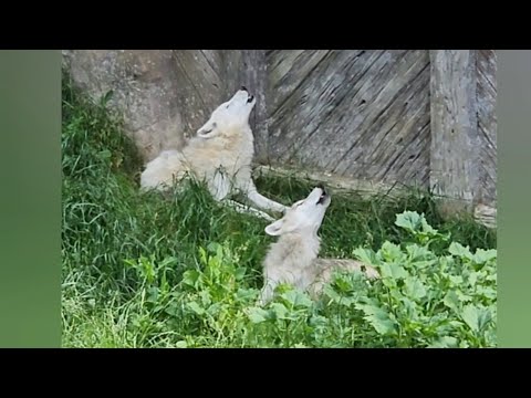 Youtube: Wolves' reaction to the air alarm 💔💔 Ukraine, Kharkiv