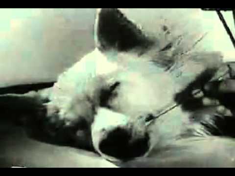 Youtube: Tote Hunde wieder zum Leben erweckt EXPERIMENT Part I