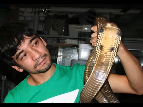 Youtube: Уборка у индонезийской королевской кобры