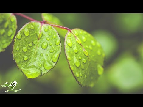 Youtube: Peder B. Helland - Deep In The Forest