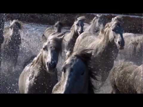 Youtube: Ludovico Einaudi - Run