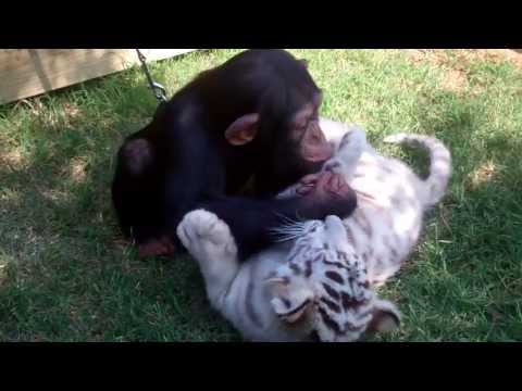 Youtube: Baby Chimp, Tigers, and Wolf playing Joe Exotic TV