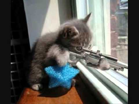 Youtube: Katzenklo (Helge Schneider)