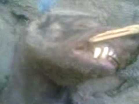 Youtube: El CHUPACABRA FINALLY CAUGHT ON CAMERA!!