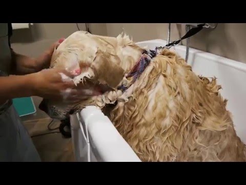 Youtube: MilleniumDogShop and more - Hundefriseur