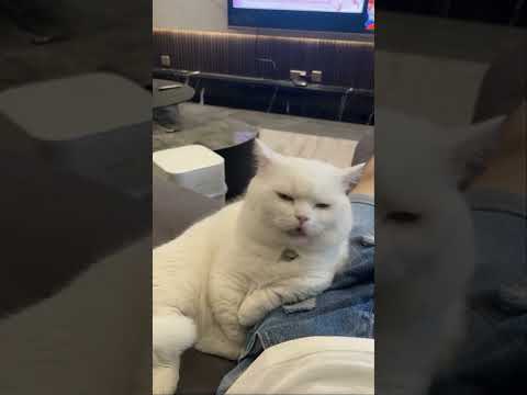 Youtube: Are you mad? Are you grumpy? #cat#funnycatvideos #shortvideo#funnyshorts#ytshorts#cute#shorts