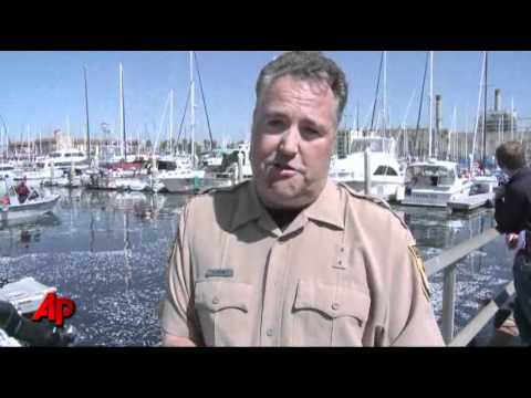 Youtube: Mass Fish Death Fouls California Marina