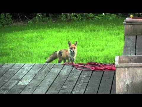 Youtube: What the Fox ACTUALLY Says (The Scream of a Fox)
