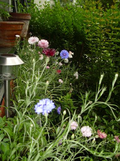 Blumenkaesten 1