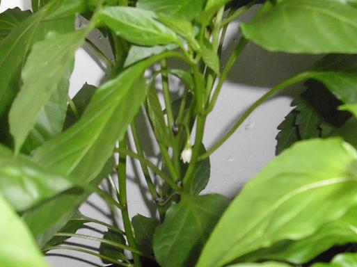 Paprikabluete Chili