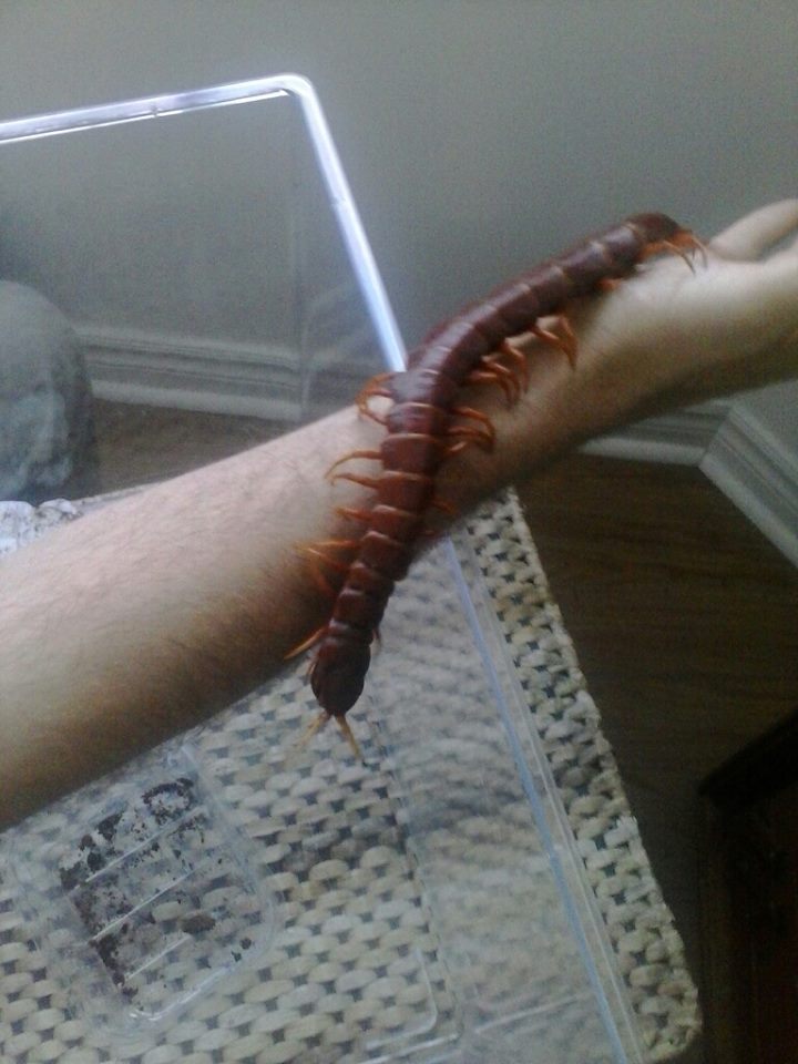 SHIS-arm