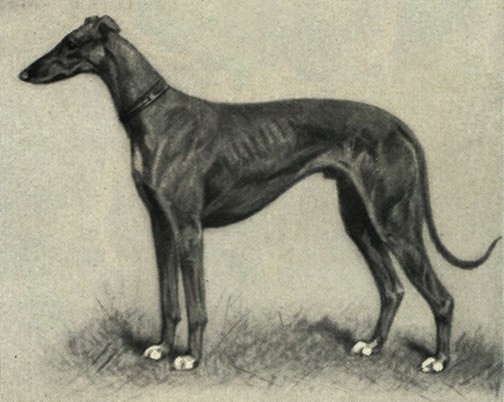 Greyhound Portrait