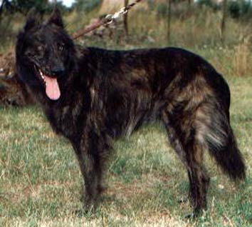 cifrabeschr1