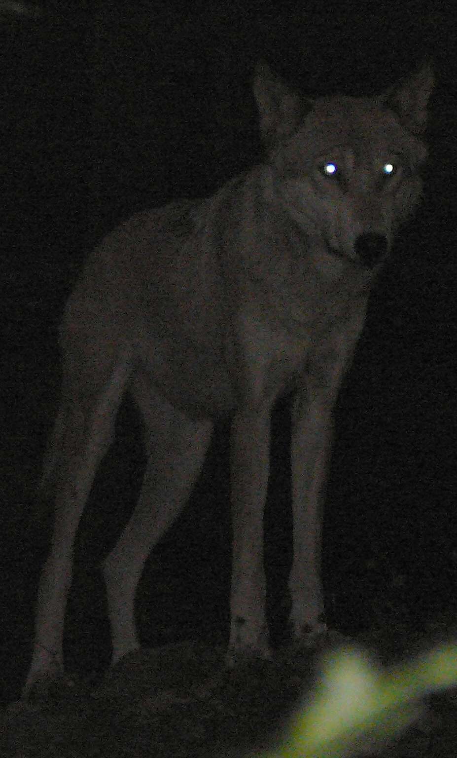 P1020921 Wolf
