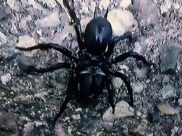 spinne