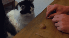 gifkatze