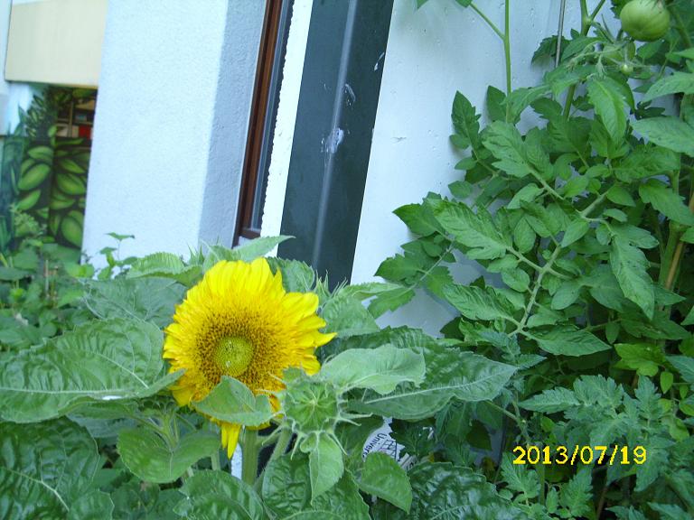 sonnenblume