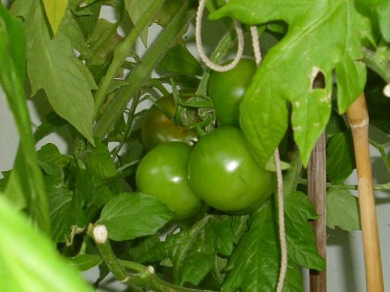 kirschtomate